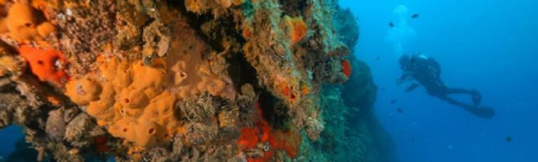 ADRIREEF online anketa – Inovacije u Plavom gospodarstvu